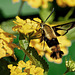 Clearwing moth.  6298583