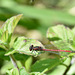 Large Red Damsel m (Pyrrhosoma nymphula) DSB 0275