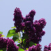 Dark purple lilac