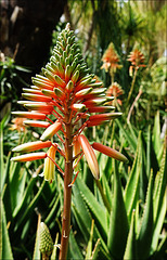 Aloe, Majorelle garden