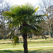 Dans le parc..Un palmier trachycarpus