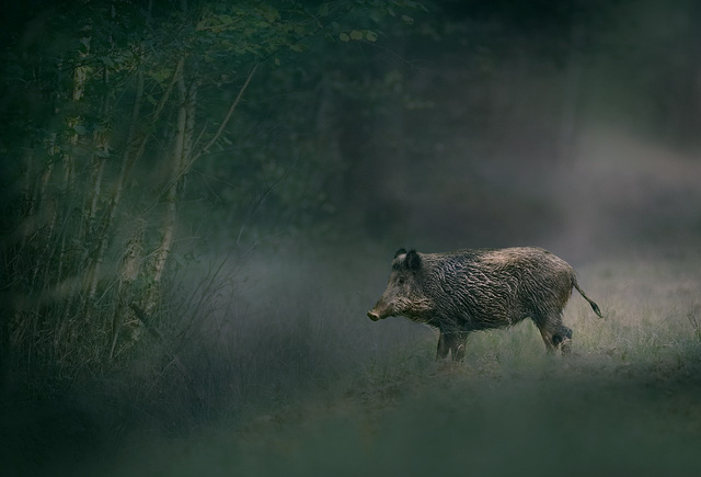 sanglier dans la brume