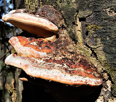 Tree fungus/ tinder sponge