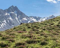 Weide mit blühenden Alpenrosen - 2015-06-26--D4_DSC3321