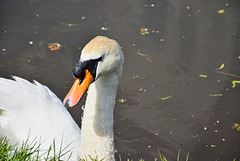 Inquisitive Swan