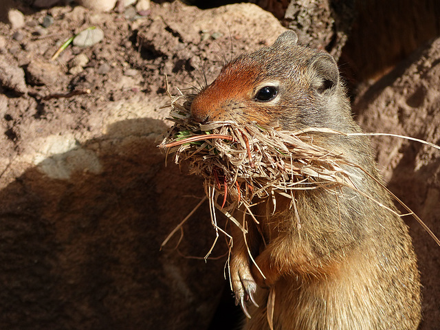 Columbian Ground Squirrel collecting nest material
