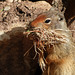 Columbian Ground Squirrel collecting nest material