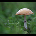 318/366: Shallow Focus Fungus