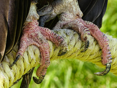 Turkey Vulture talons