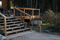 Mule Deer at Maligne Lake Visitor's Centre, HFF