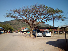 Arbre laotien / Laotian tree