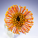 Pincushion Protea Close-Up 092816-001