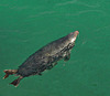 Sea(lion) swimming