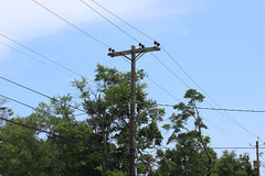 Gulf Power 12.47kV - Pensacola, FL