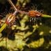 20200623 8866CPw [D~LIP] Ruprechts Storchsschnabel (Geranium robertianum) [Ruprechtskraut] [Stinkender Storchschnabel], Bad Salzuflen