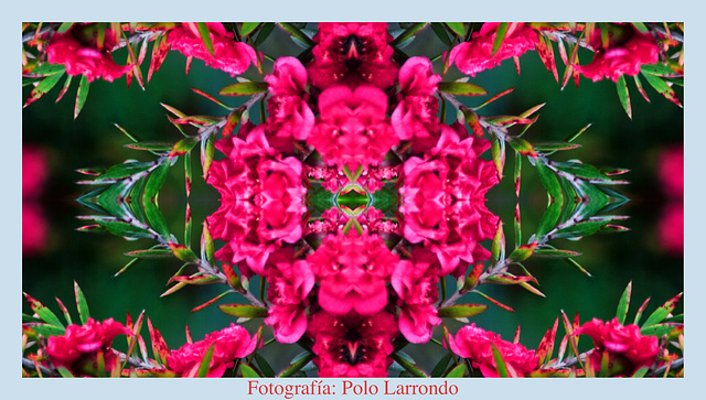 Leptospermum scoparium visto en simetría