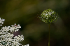 70/366: Queen Anne's Lace Bud