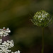 70/366: Queen Anne's Lace Bud