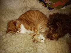 the gingers cosy up
