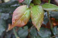 Le rosier sous la pluie