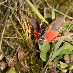 Cinnibar Moth, Different View #02