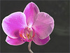Pink Phalaenopsis Bloom