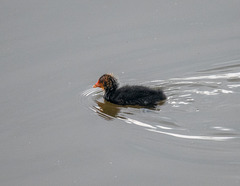 Coot chick
