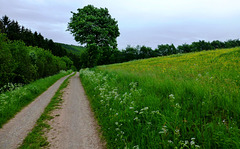 DE - Schleiden - On the Höhentour trail
