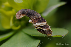 Coleophora discordella larval case