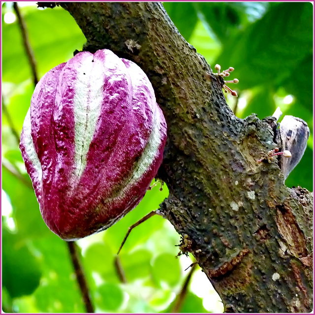 Ilhéus : il frutto e i fiori del cacao - ogni 6 mesi nuovi fiori e nuovi frutti - il miracolo del clima tropicale