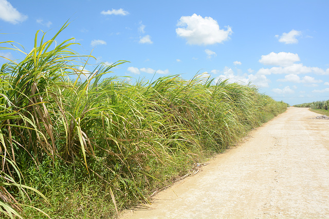 Dominican Republic, The Sugarcane Plantation