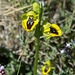 Ophrys lutea - 2015-04-20--D4 DSC0281