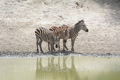 Tarangire, Tree Zebras at the Lake