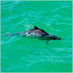 Takah : Un delfino in 3 metri d'acqua