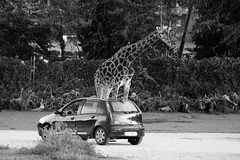 Schlaraffenland: Giraffe mit Chauffeur