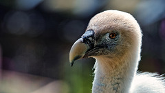 Eurasian Griffon Vulture - Cut Out