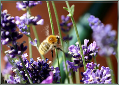 Biene landet im Lavendel. ©UdoSm
