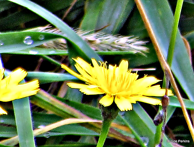 Yellow Dandelions.