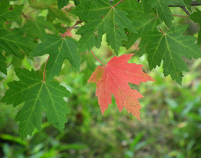 5/50 maple leaf, feuille d'érable