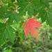 5/50 maple leaf, feuille d'érable