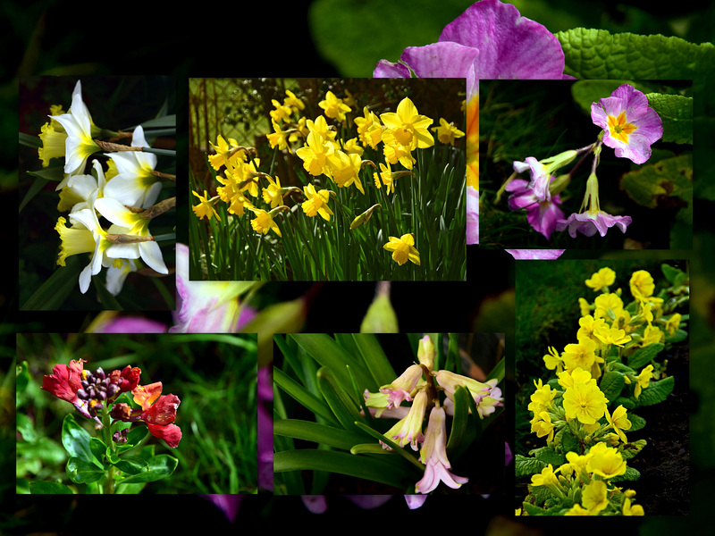 My Garden Flowers + PiP