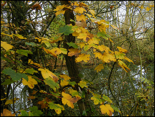yellow-green sycamore