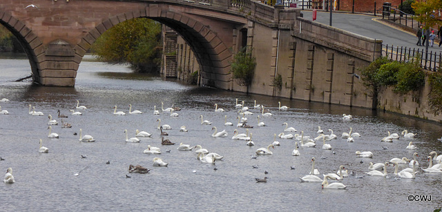 The Severn Swans at Worcester