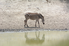 Tarangire, Zebra at the Lake