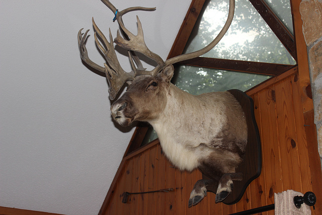 A Member of the Welcoming committee when entering the cabin :)))  see next two shots over for the others :)