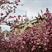 Paris, Notre Dame en rose, IL Y A 3 ANS...
