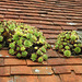 Roof Sedums (?) Great Dixter.