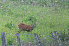 Roe deer doe - early morning grazing
