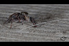 116/366: Jumping Spider with a Molly Hair
