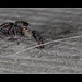 116/366: Jumping Spider with a Molly Hair